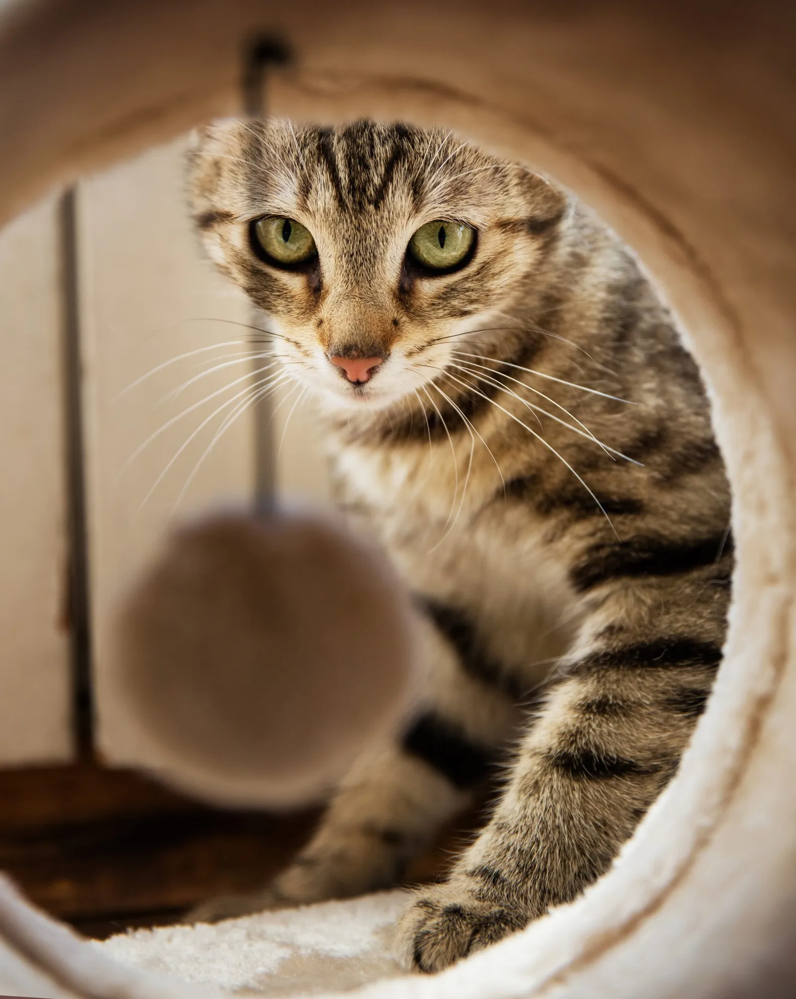Cat 2